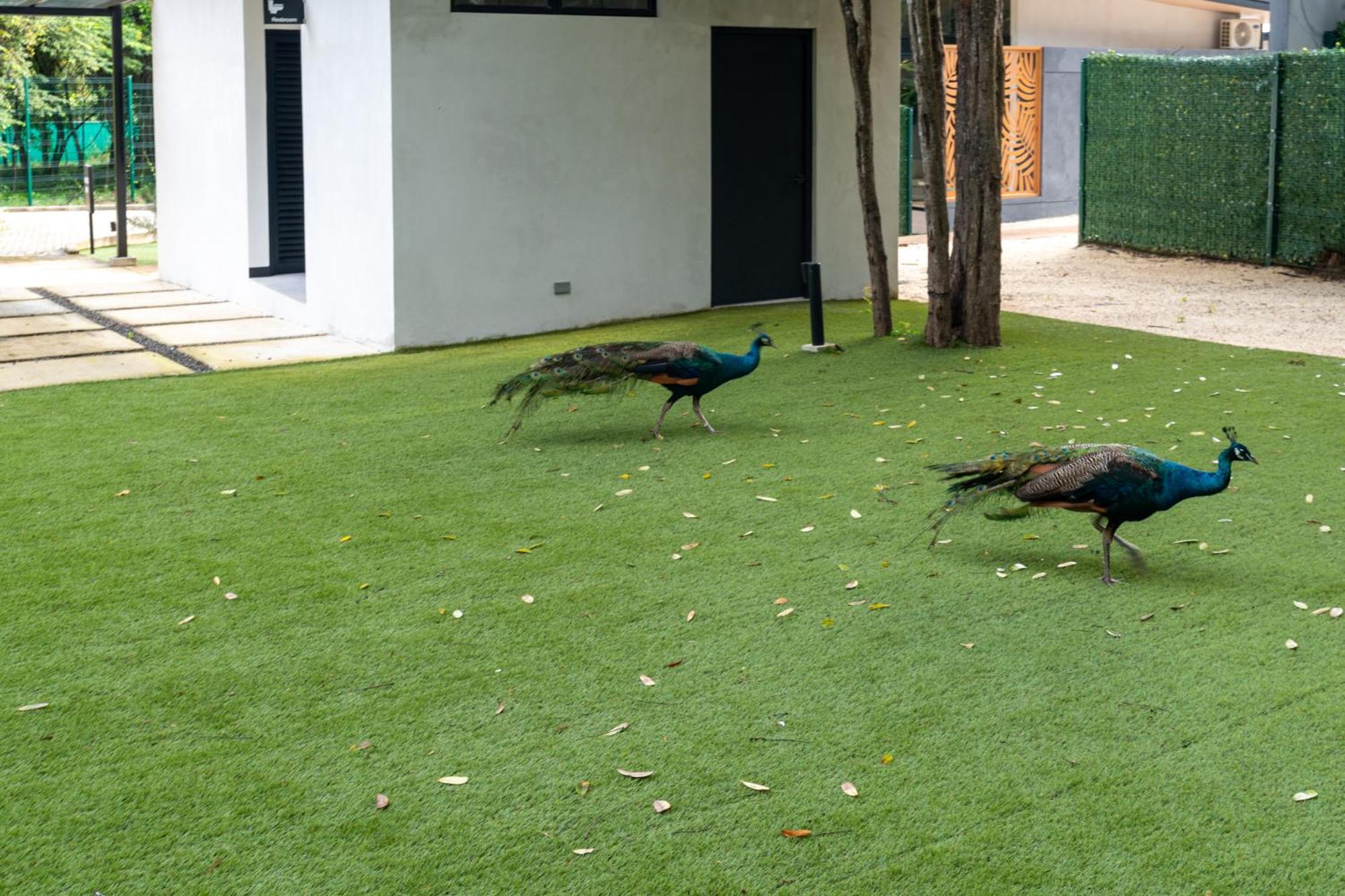 Epic Tamarindo Boutique Hotel Villarreal Kültér fotó