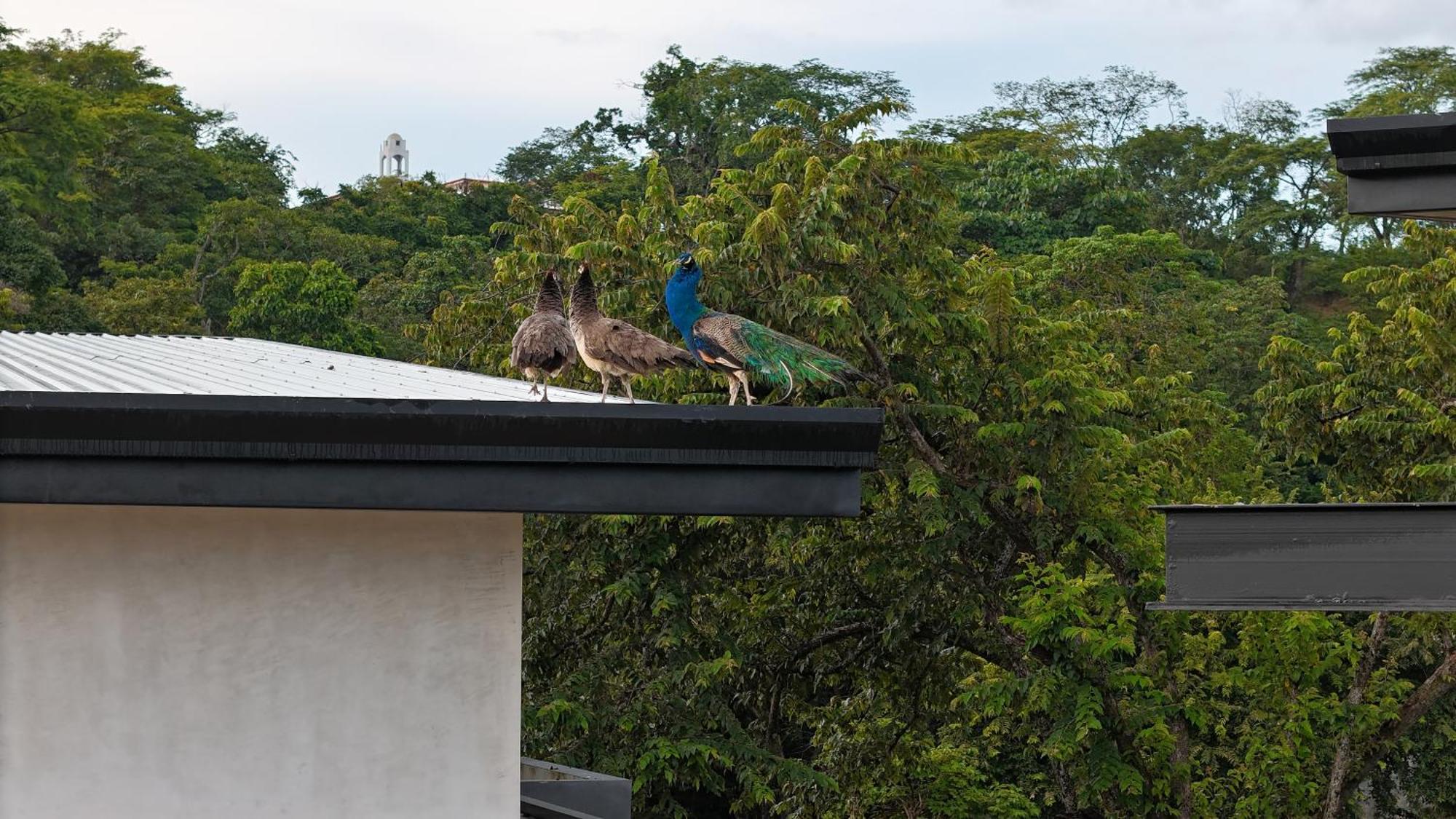 Epic Tamarindo Boutique Hotel Villarreal Kültér fotó